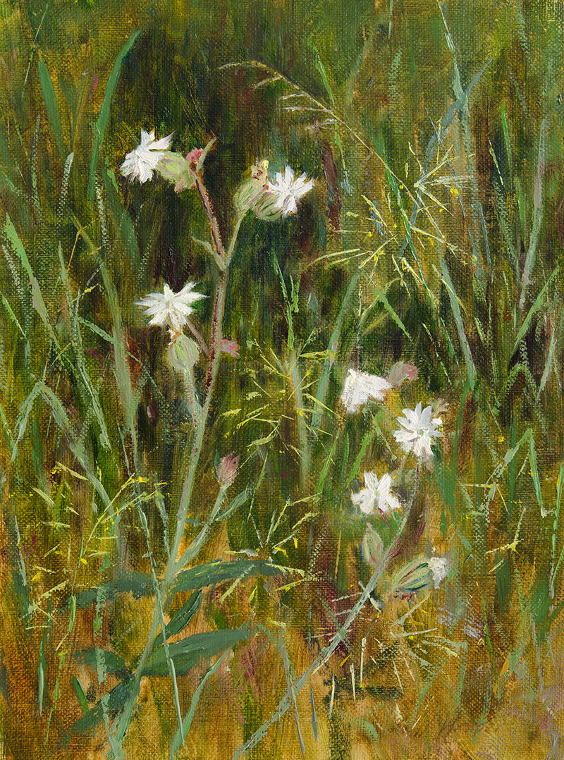 White Campion, 12x9, oil on canvas panel © Nelia Harper